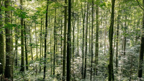 Umivanje z vodo – kako Geberit AquaClean pomaga varčevati z lesom